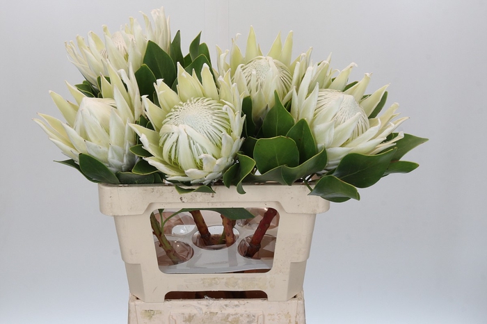 <h4>Protea Cyn. Ayoba Arctic Ice</h4>