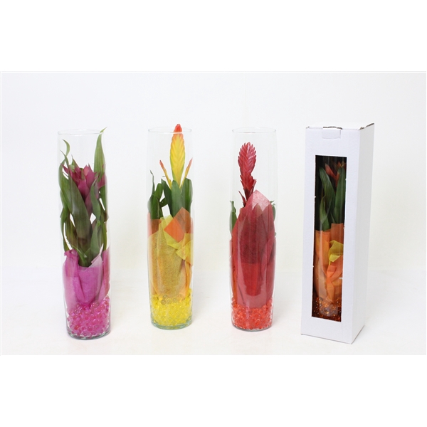 <h4>Bromelia variés</h4>