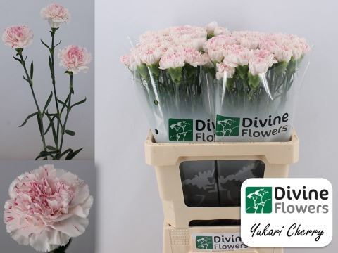 <h4>Dianthus ST 'Yukari Cherry'</h4>
