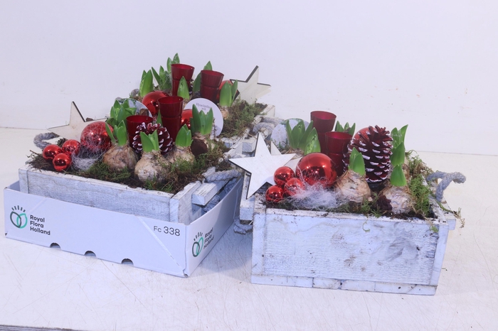 <h4>ARR HYACINTH</h4>