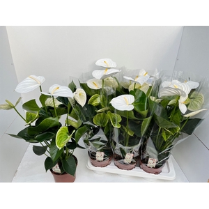 Anthurium andr. 'Alpine'