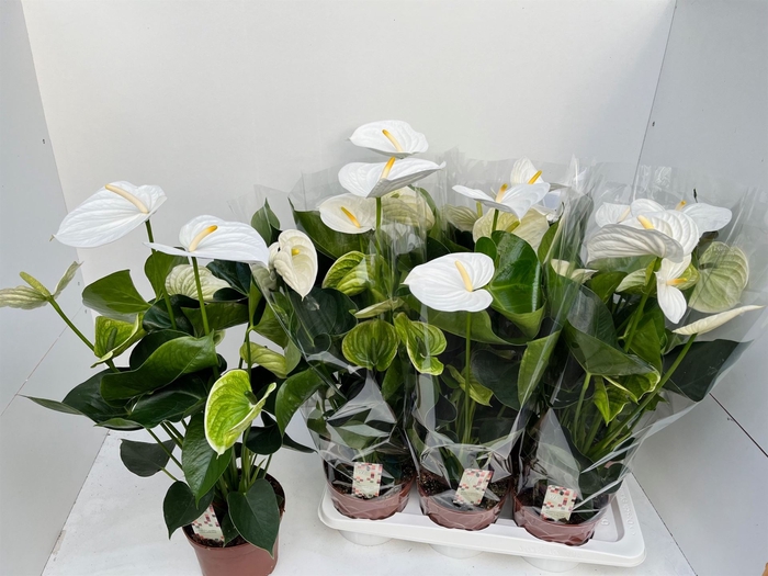 <h4>Anthurium andr. 'Alpine'</h4>