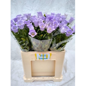 Camp M Champion Lave