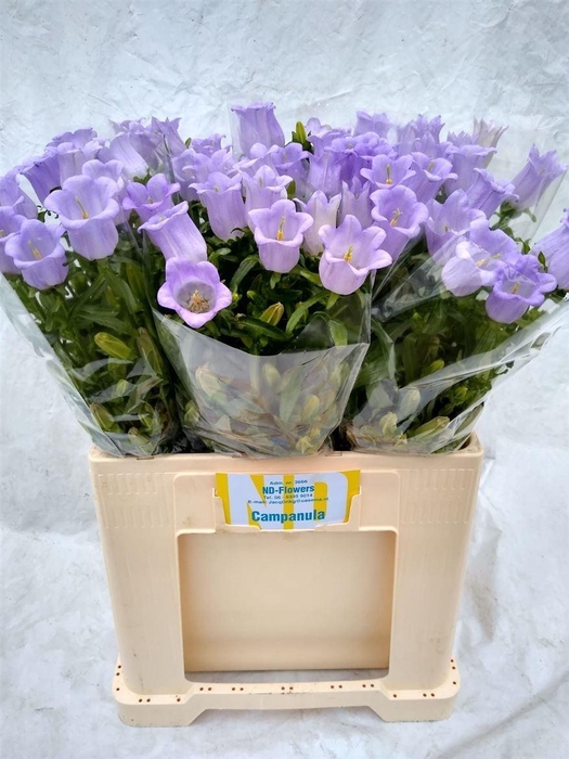 <h4>Camp M Champion Lave</h4>