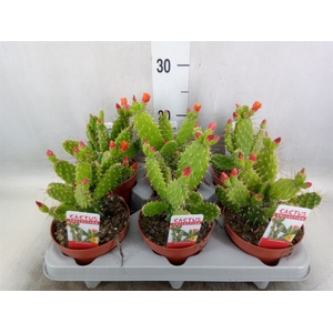 Opuntia
