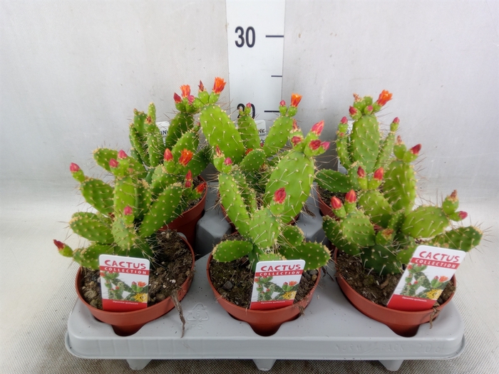 <h4>Opuntia</h4>
