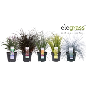 Grassen mix laag los P19 - Elegrass Hardy and Evergreen