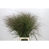 Panicum Warrior