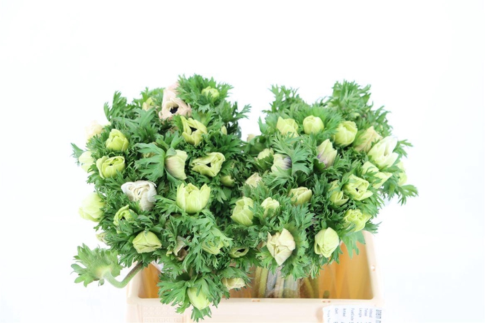 <h4>Anem Marianne Panda White</h4>