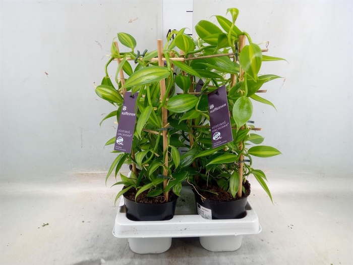 <h4>Orchideeen   ...</h4>