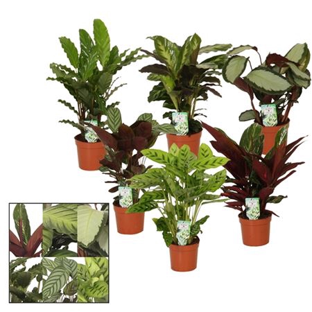 <h4>Calathea Gemengd</h4>