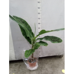 Musa  'Dwarf Cavendish'