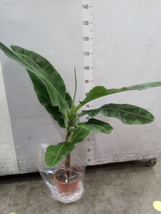 <h4>Musa  'Dwarf Cavendish'</h4>