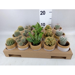 Cactus   ...mix