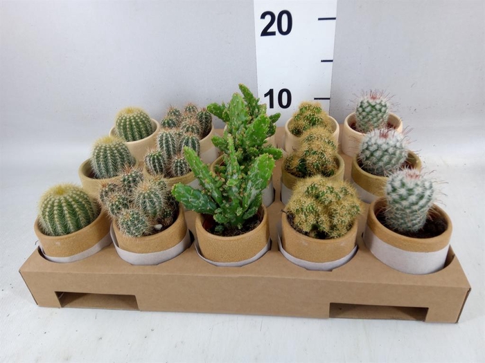 <h4>Cactus ...mix</h4>