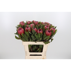Protea Red Ice