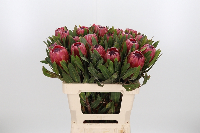 <h4>Protea Red Ice</h4>