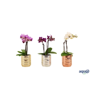 Mason Mix Tiny Dolls Mix 2T10+ Aqu@