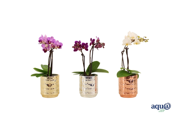 <h4>Mason Mix Tiny Dolls Mix 2T10+ Aqu@</h4>