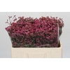 Limonium China Red