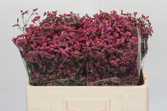 <h4>Limonium China Red</h4>