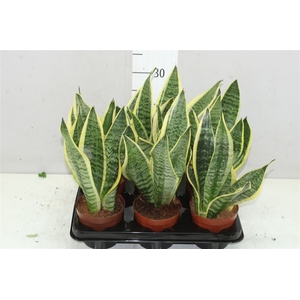 Sansevieria Tr Futura Superba