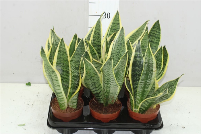 <h4>Sansevieria Tr Futura Superba</h4>