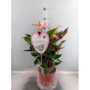 Anthurium  'Pr. Amalia Hot Lips''
