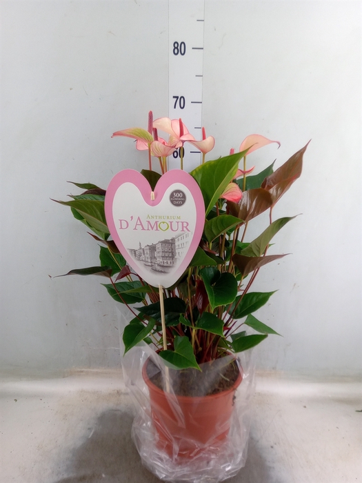<h4>Anthurium  'Pr. Amalia Hot Lips''</h4>