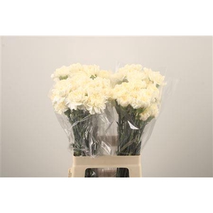 Di St Minami Vanilla