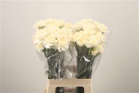 <h4>Di St Minami Vanilla</h4>