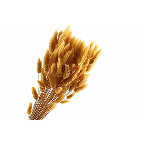 Lagurus Ochre