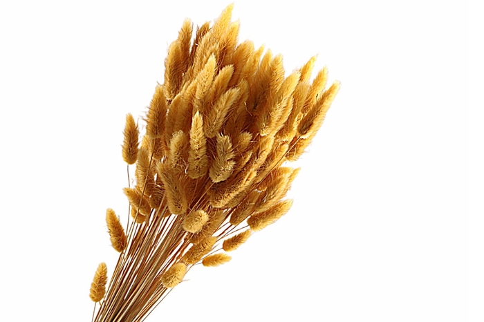 <h4>Lagurus Ochre</h4>