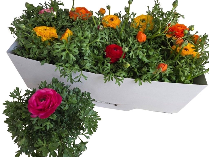 <h4>RANUN SPRINK GEM</h4>