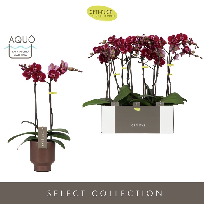 <h4>Phalaenopsis overig rood (meerdere</h4>