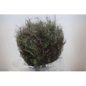 Thym Falso 400gr P Bunch