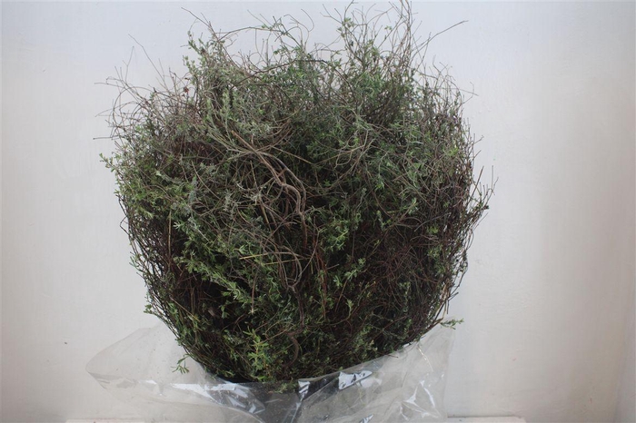 <h4>Thym Falso 400gr P Bunch</h4>