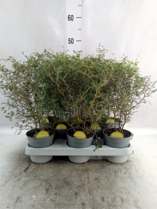 <h4>Sophora prostrata 'Little Baby'</h4>