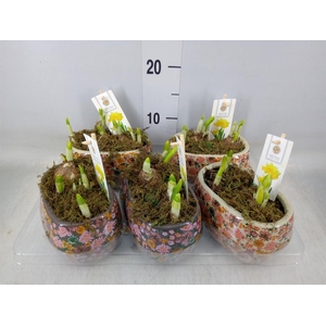 Arr.  Narcissus Tete Tete H%