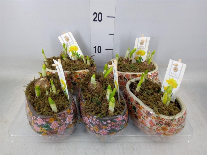 <h4>Arr.  Narcissus Tete Tete H%</h4>