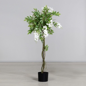 Wisteria tree in pot 120cm white