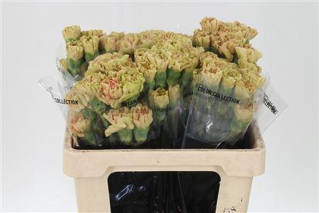 <h4>Di St Std Ambar</h4>