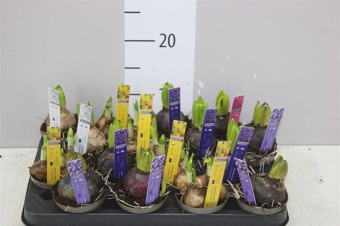 <h4>Bolbloemen Gemengd</h4>