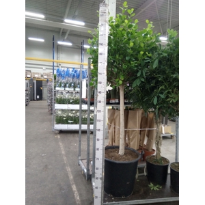 Ficus microcarpa 'Moclame'