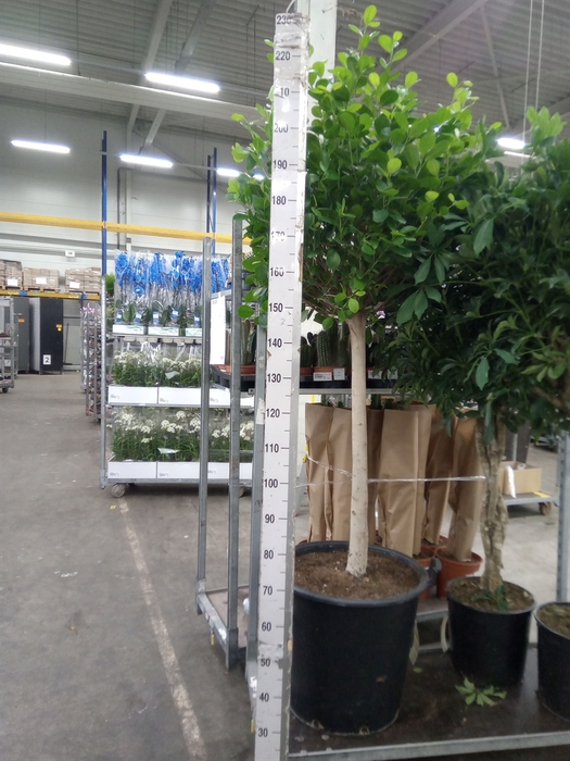<h4>Ficus microcarpa 'Moclame'</h4>