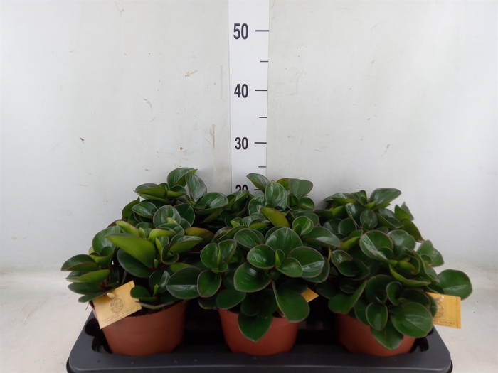 <h4>Peperomia obt. 'Burning Bush</h4>