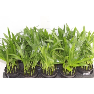 ARECA BAMBU P11