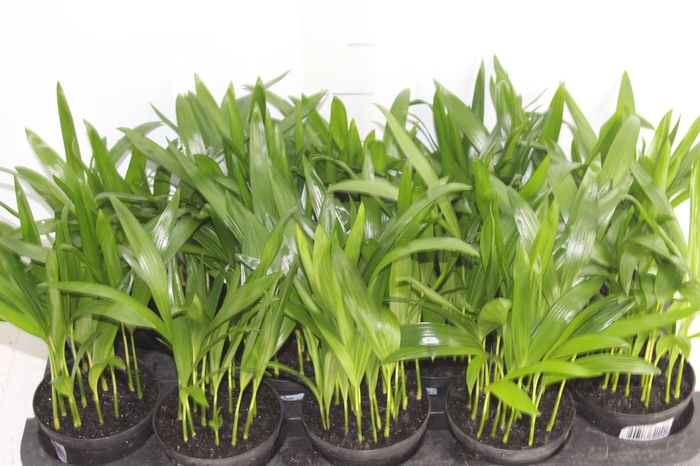 ARECA BAMBU P11