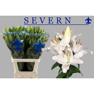 LI OR SEVERN