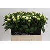 Paeonia Duchesse De Nemours